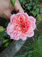 k-DSCN0015.webp