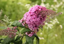 IMG_0074.webp