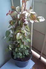 DSC00451.webp