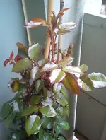 DSC00452.webp