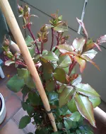 DSC00454.webp