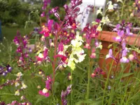 Bild 065.webp