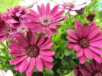 009.webp