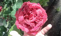 2012-06-11 16.55.28.webp
