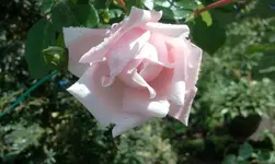 2012-06-11 16.53.13.webp