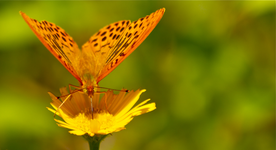 04. Schneerose1- Lecker-Nektar.webp 04. Schneerose1- Lecker-Nektar.webp