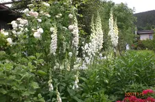 Garten 06 2012 2 001.webp