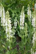 Garten 06 2012 2 009.webp