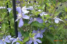 Garten 06 2012 2 015.webp