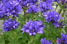 Garten 06 2012 2 016.webp