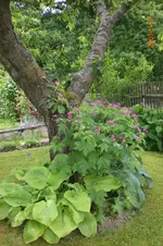 Garten 06 2012 2 019.webp