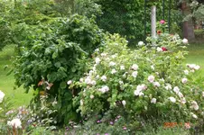 Garten 06 2012 2 020.webp