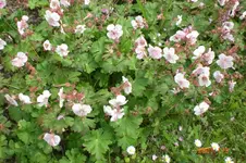 Garten 06 2012 2 024.webp
