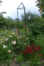 Garten 06 2012 2 025.webp