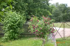 Garten 06 2012 2 028.webp