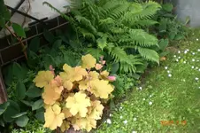 Garten 06 2012 2 036.webp