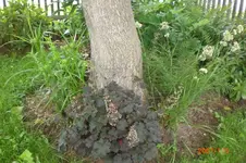Garten 06 2012 2 037.webp
