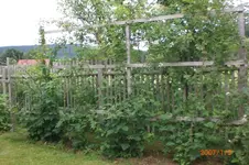 Garten 06 2012 2 039.webp