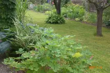 Garten 06 2012 2 043.webp