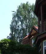 Angehangen.webp