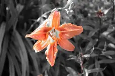 DSC_0204.webp
