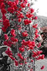 DSC_0200.webp