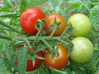 01-To wird rot.webp