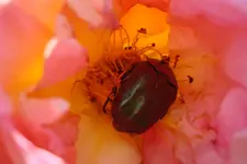 05. Charlotta17 - Mittendrin.webp 05. Charlotta17 - Mittendrin.webp