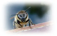 Bienchen (9).webp