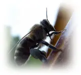 Bienchen (8).webp