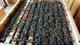 Bienchen (2).webp