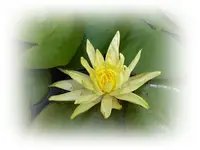 gelbe Seerose.webp