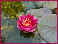 Rote Seerose.webp
