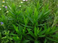SAM_0642.webp