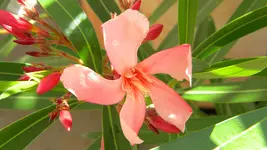 DSCN3079.webp
