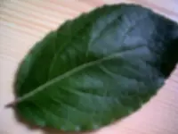 unbekanter blatt oben.webp