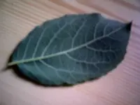 unbekanter blatt unten.webp