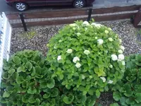 hortensie.webp