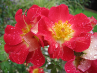 Rose im Regen.webp