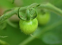 Tomate groß wie eine Perle_smaller.webp