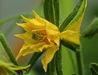 Tomatenblüte_smaller.webp