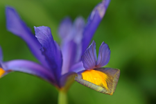 gelbzüngige Iris_smaller.webp