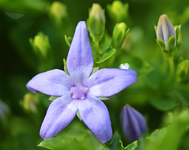 Polster-Glockenblume_smaller.webp