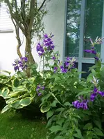 lila Staude.webp