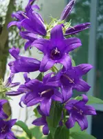 lila Blüten.webp