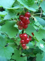 Johannisbeeren.webp