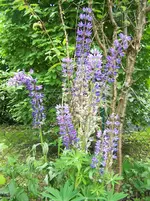 lila Lupine.webp