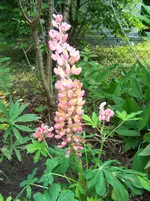 rosa Lupine.webp