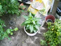 PICT0003.webp
