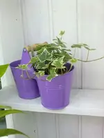 Hedera.webp